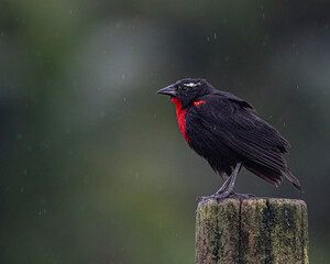 A smal bird perched on a fence post