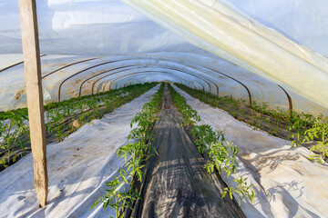 Tomatoes are planted in rows in the greenhouse. The ground is lined with agrofiber to prevent the growth of weeds.
