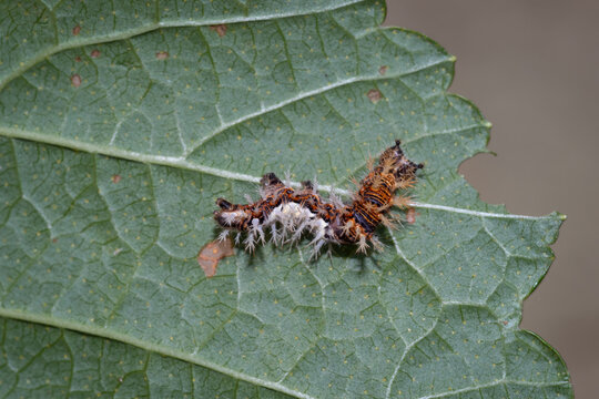 Raupenkot Bilder Durchsuchen 287 Archivfotos, und