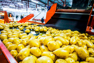 Vegetable factory - potato on assembly line for sorting, processing and packing