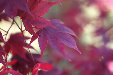 Soft focus  blur red maple leaf. Nature background.