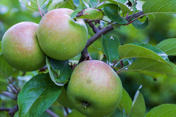 Close up view of apple tree. Healthy food concept. Beautiful autumn nature background. Sweden.