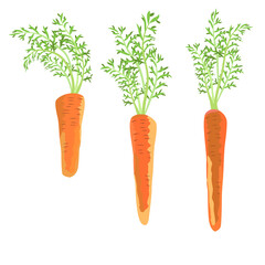 Three healthy carrots from vegetable garden. Raw food diet.