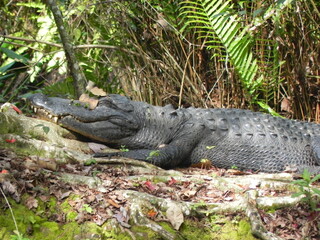 Portrait of an alligator in Florida 