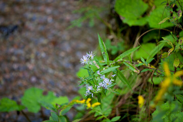 Wildflowers along the side of a hiking trail in an Ontario Provincial Park.