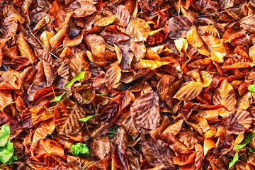 Ambiente otoñal con hojas secas en el suelo