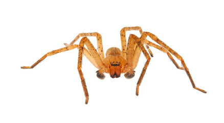 Obraz premium Huntsman spider isolated on white background, Olios argelasius