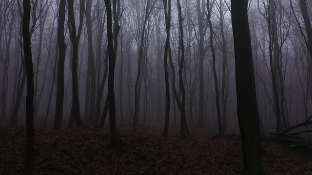 Walking in scary forest at the evening. Halloween background with fog and dead tree aerial view