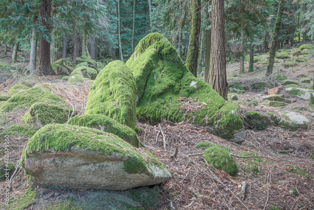 Canvas Prints woods rocks covered with moss.