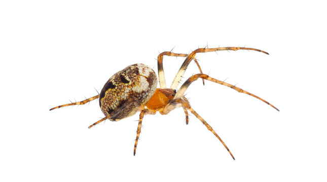Orb weaver spider isolated on white background, Zilla diodia