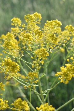 Yellow Rubber Rabbitbrush, Flower