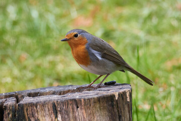 Rotkehlchen auf einem Ast