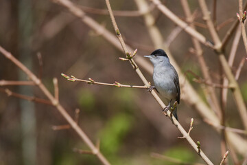 Männchen der Mönchsgrasmücke (Sylvia atricapilla)	