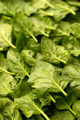 Close up photo of green spinach leaves.