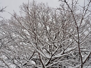 雪が積もる木の枝　雪の背景