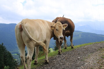 Kuh in den Allgäuer Alpen auf einem Wanderweg