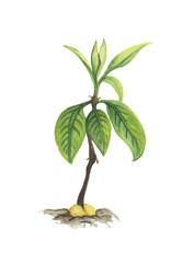 Sprouted pitted avocado. Watercolor illustration. Young tree.