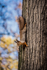 squirrel on tree