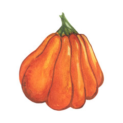Ripe pumpkin watercolor illustration. Autumn vegetable.