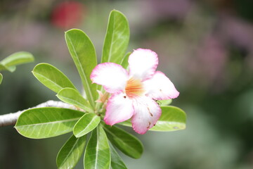 White flower blossom nature greenery and blur background