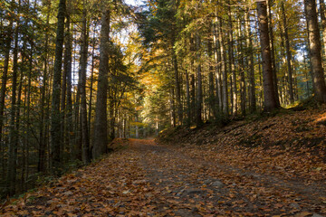 autumn scenery in the mountains