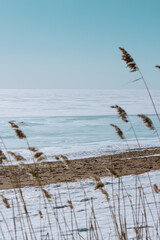 Obraz premium reeds on the beach in winter 