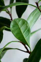 closeup of big green leaf