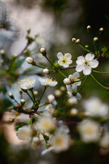 closeup of white cherry blossom tree in spring