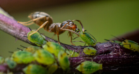 Macro close up of an ant drinking honeydew from a green aphid