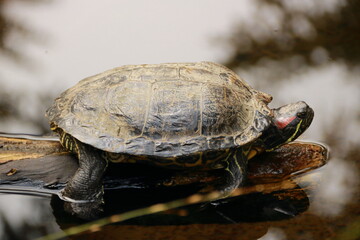Obraz premium Schildkröte liegt auf einem Ast in der Sonne