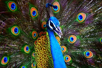 Deurstickers Portrait of a colorful dancing peacock. Peacock close up portrait. Peacock wallpaper and backgrounds. © Satheesh