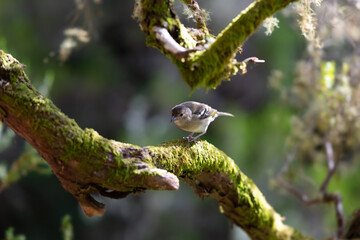 Tentilhão Madeira Buchfink Singvogel Fringilla coelebs maderensis Insel endemisch Unterart Sperlingsvögel Finkenvogel Portugal Wald Ast Nahaufnahme Moos Archipel Rabacal Levada Gefieder bunt 