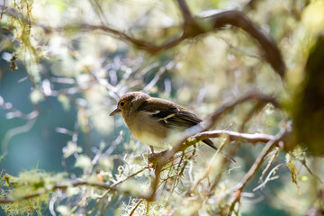 Madeira Buchfink Tentilhão Singvogel Fringilla coelebs maderensis Insel endemisch Unterart Sperlingsvögel Finkenvogel Portugal Wald Ast Nahaufnahme Moos Archipel Rabacal Levada Gefieder bunt 