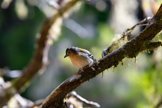 Tentilh&atilde;o Madeira Buchfink Singvogel Fringilla coelebs maderensis Insel endemisch Unterart Sperlingsv&ouml;gel Finkenvogel Portugal Wald Ast Nahaufnahme Moos Archipel Rabacal Levada Gefieder bunt 