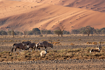 Manada de oryx en el desierto de Namibia, África.