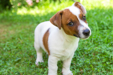 Naklejka na ściany i meble Jack Russell Terrier puppy on grass. Puppy Jack Russell Terrier plays in the bright green carpet closeup. Favorite pet