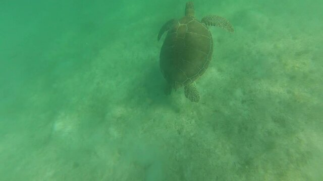 turtle swimming in the sea