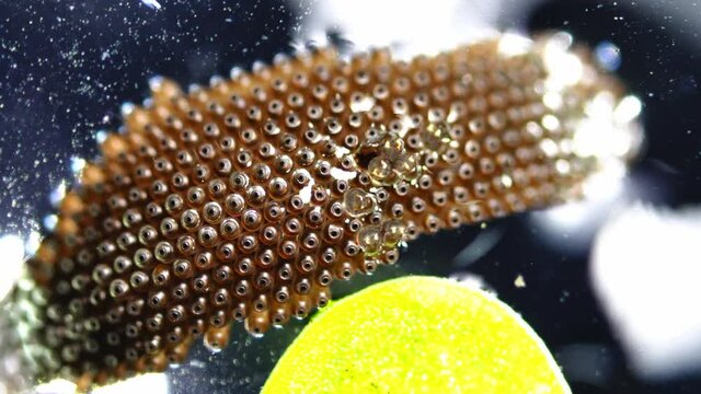 Mosquito Culex eggs hatching macro footage 