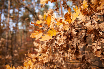 autumn leaves in the forest