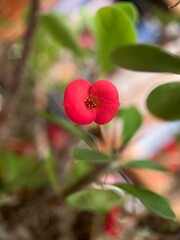 Obraz premium red berries on a bush