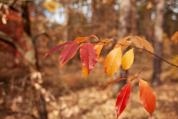 red autumn leaves