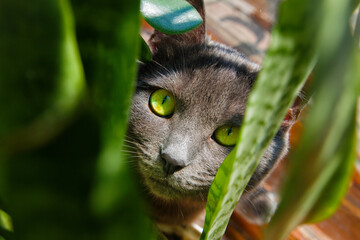 Cat with green eyes