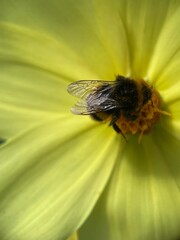 bee on a flower