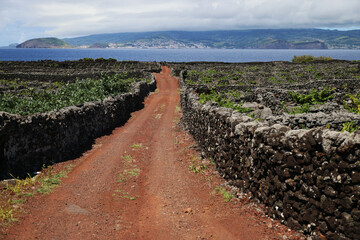Fototapeta na wymiar The typical vineyards of Pico, Unesco heritage, Azores