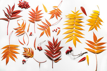 Fallen in the deciduous leaves of red mountain ash on a white background with hard shadows. Various shades and shapes of autumn foliage. Top view of the herbarium