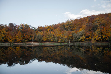 Autumn landscape. Colorful fairy trees and small in the autumn forest.
