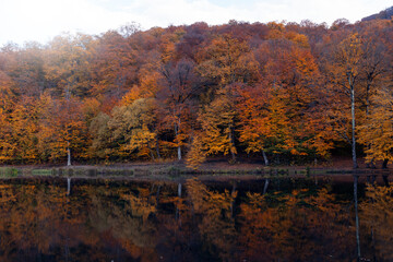 Autumn landscape. Colorful fairy trees and small in the autumn forest.