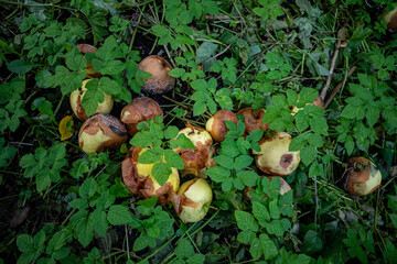 A pile of rotten apples under a tree in the grass