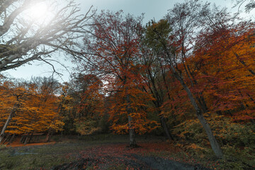 Autumn landscape. Colorful fairy trees in the autumn forest.