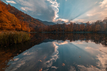 Autumn landscape. Colorful fairy trees and small in the autumn forest.